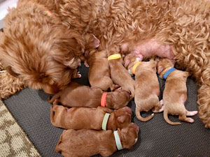 Rosie and Leo pups born June 23