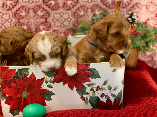 Poppy Rose and Teddy Litter at 3.5 weeks