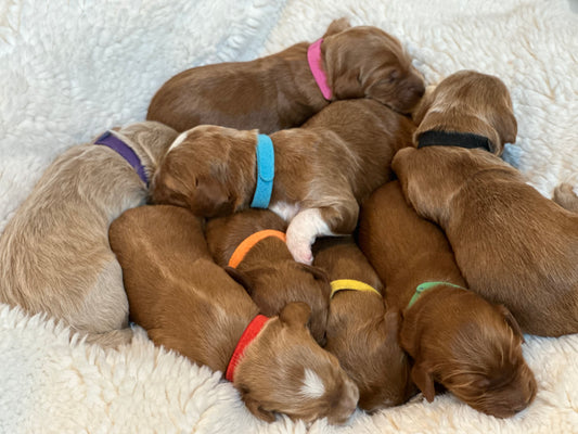 Rue and Leo 2023 Summer Litter