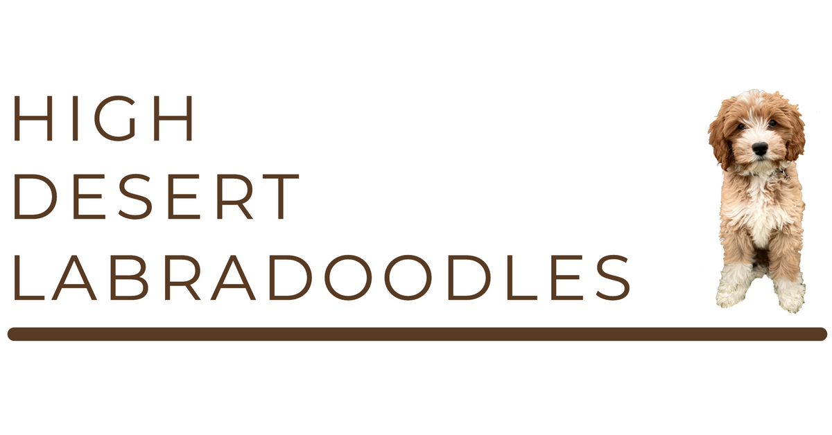 son labradoodle agresivos