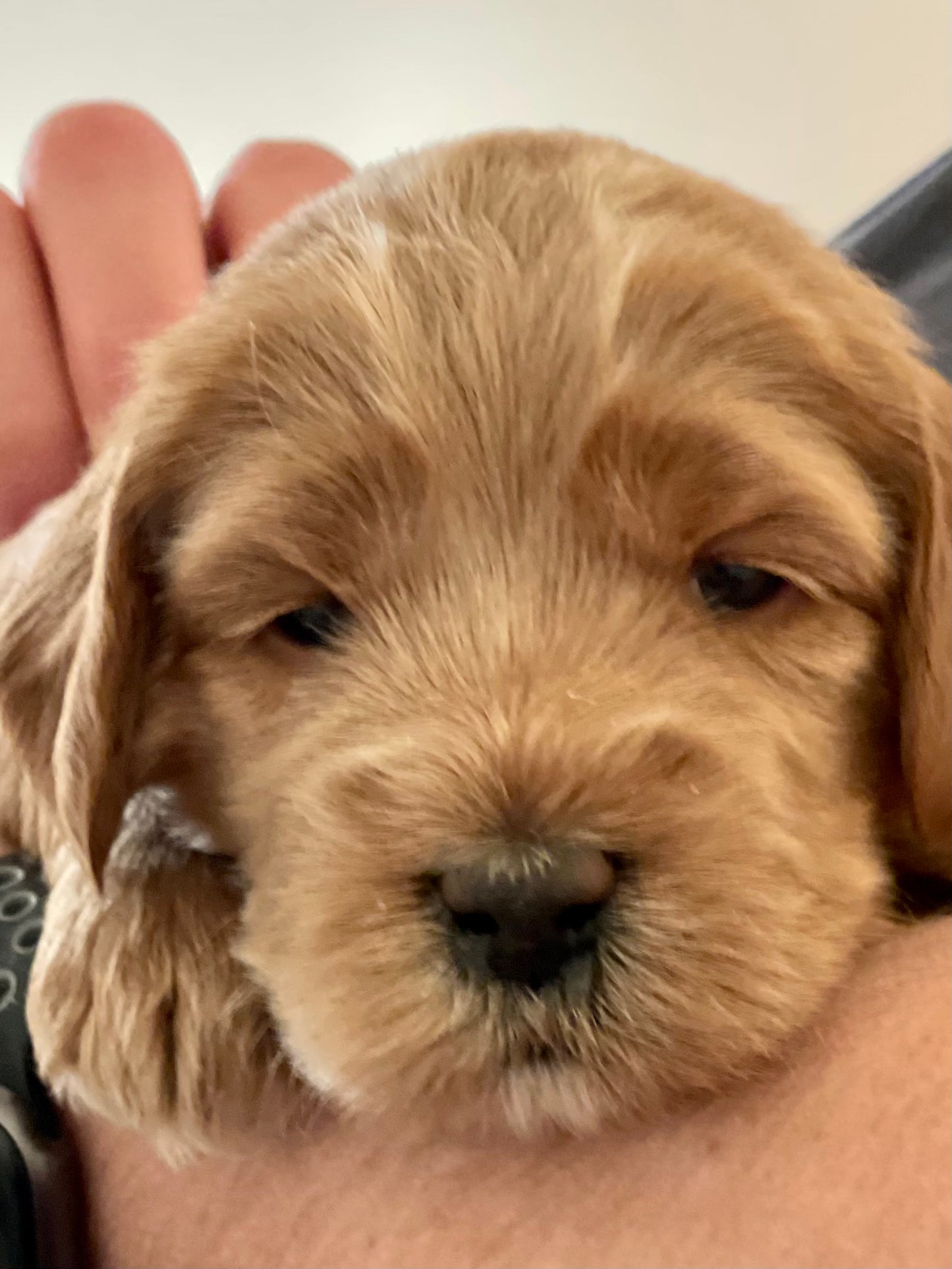 Puppy Deposit