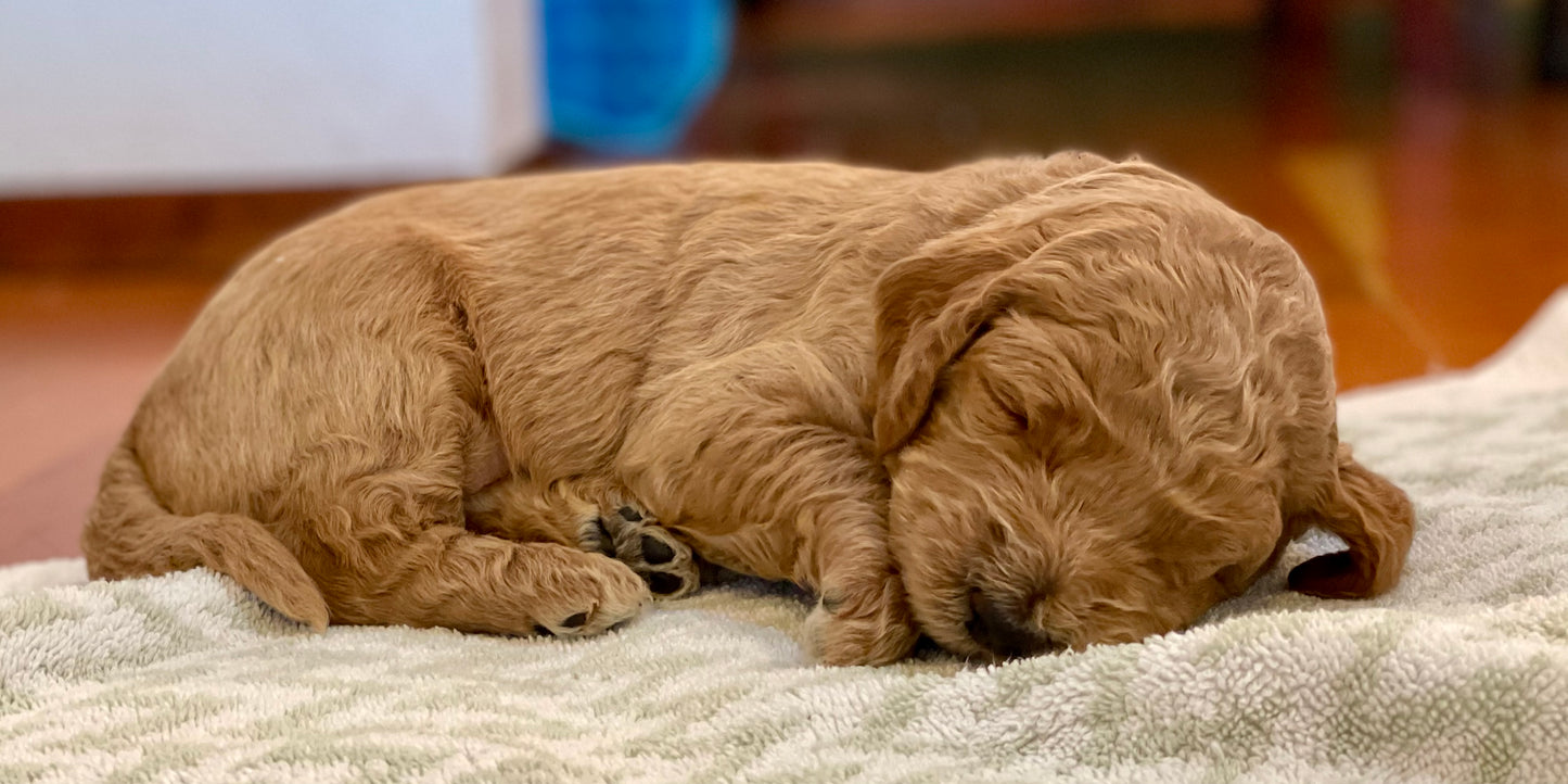 Puppy Deposit