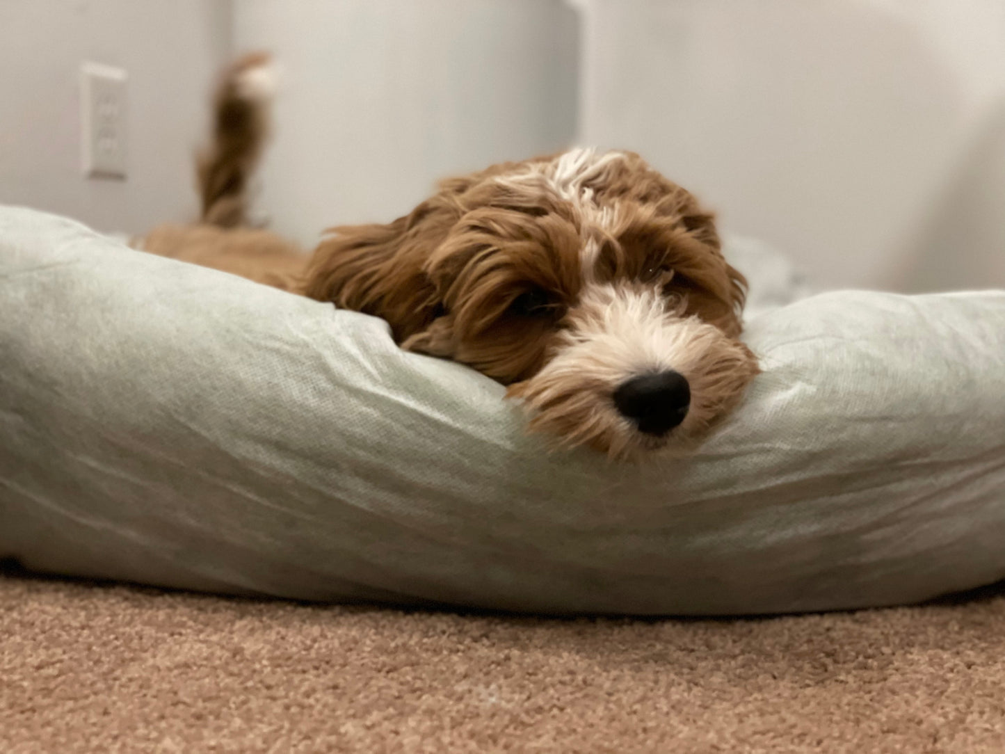 Puppy Deposit