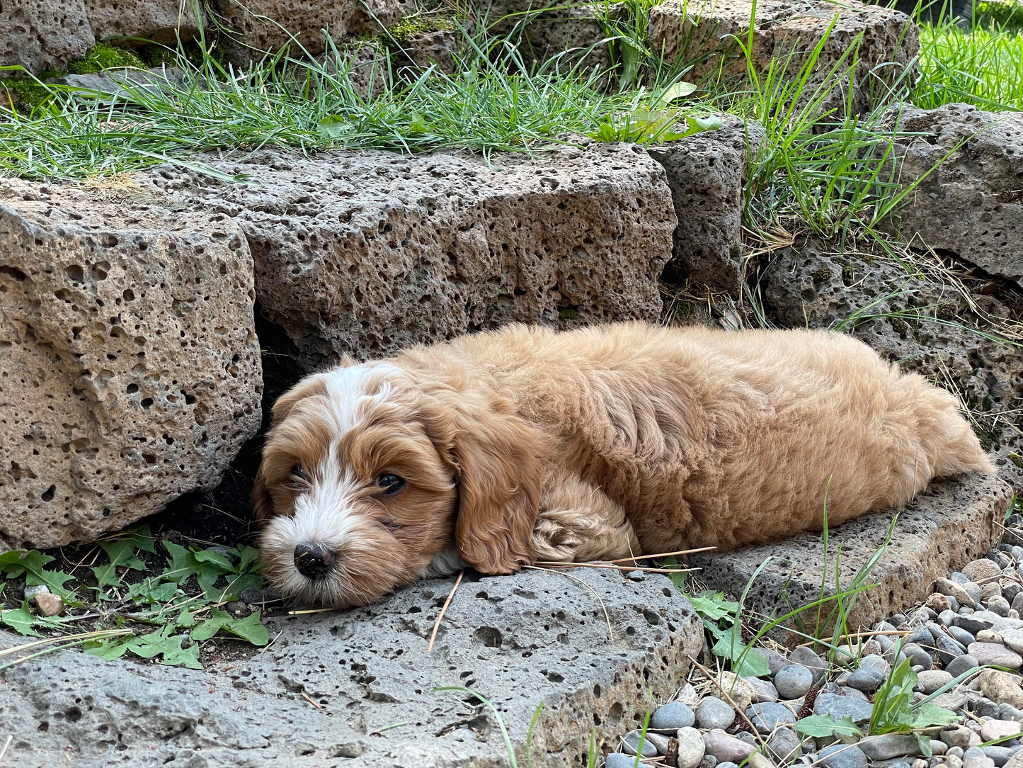 Puppy Deposit