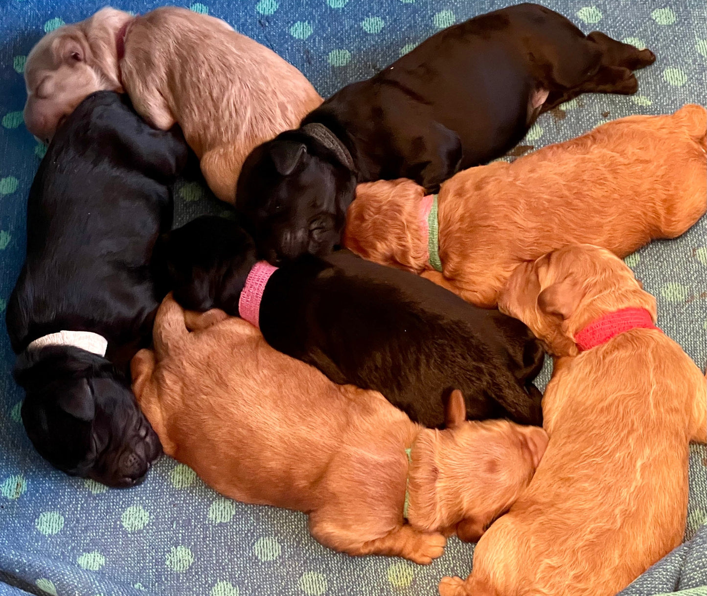 Puppy Deposit
