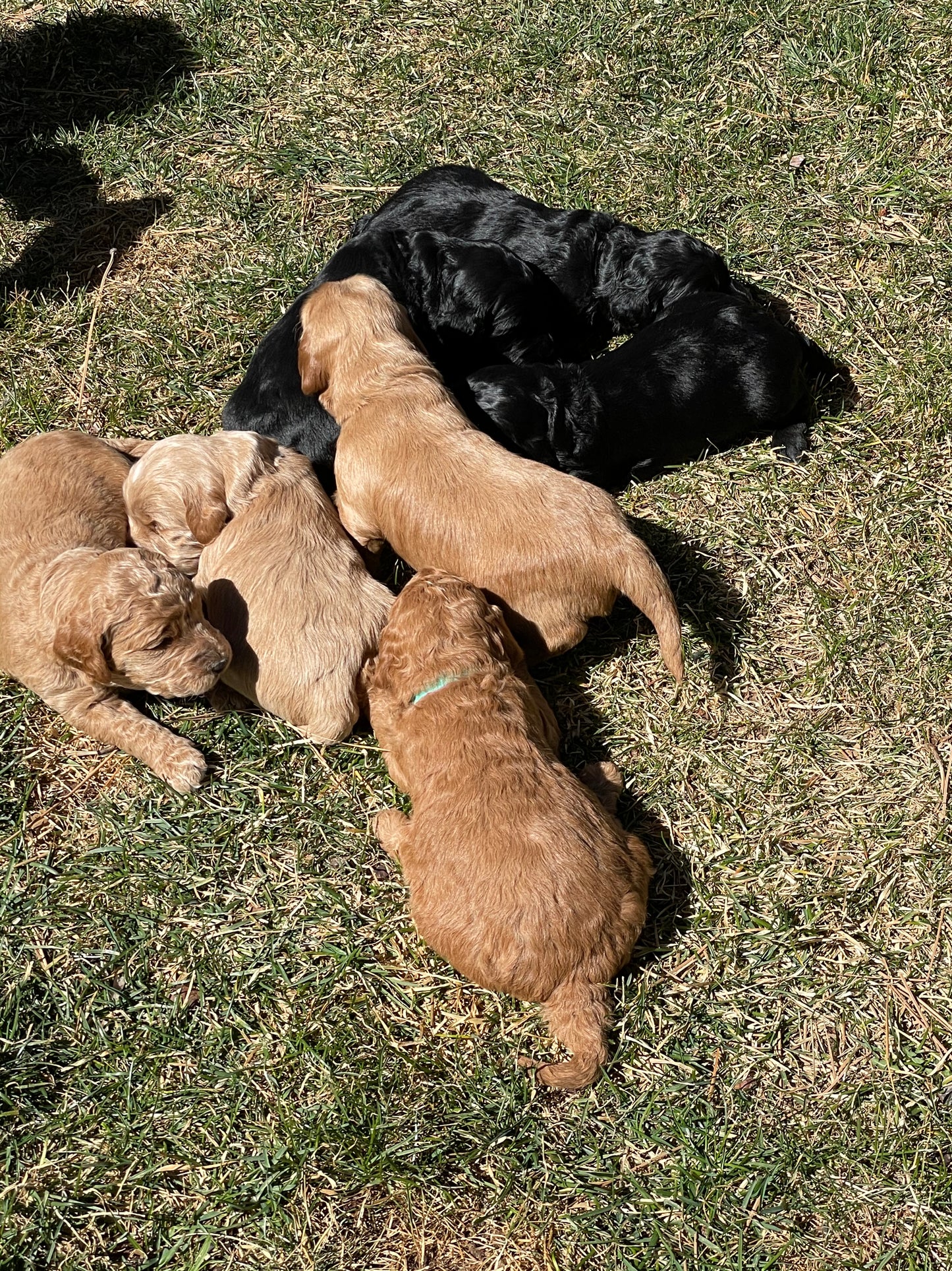 Puppy Deposit