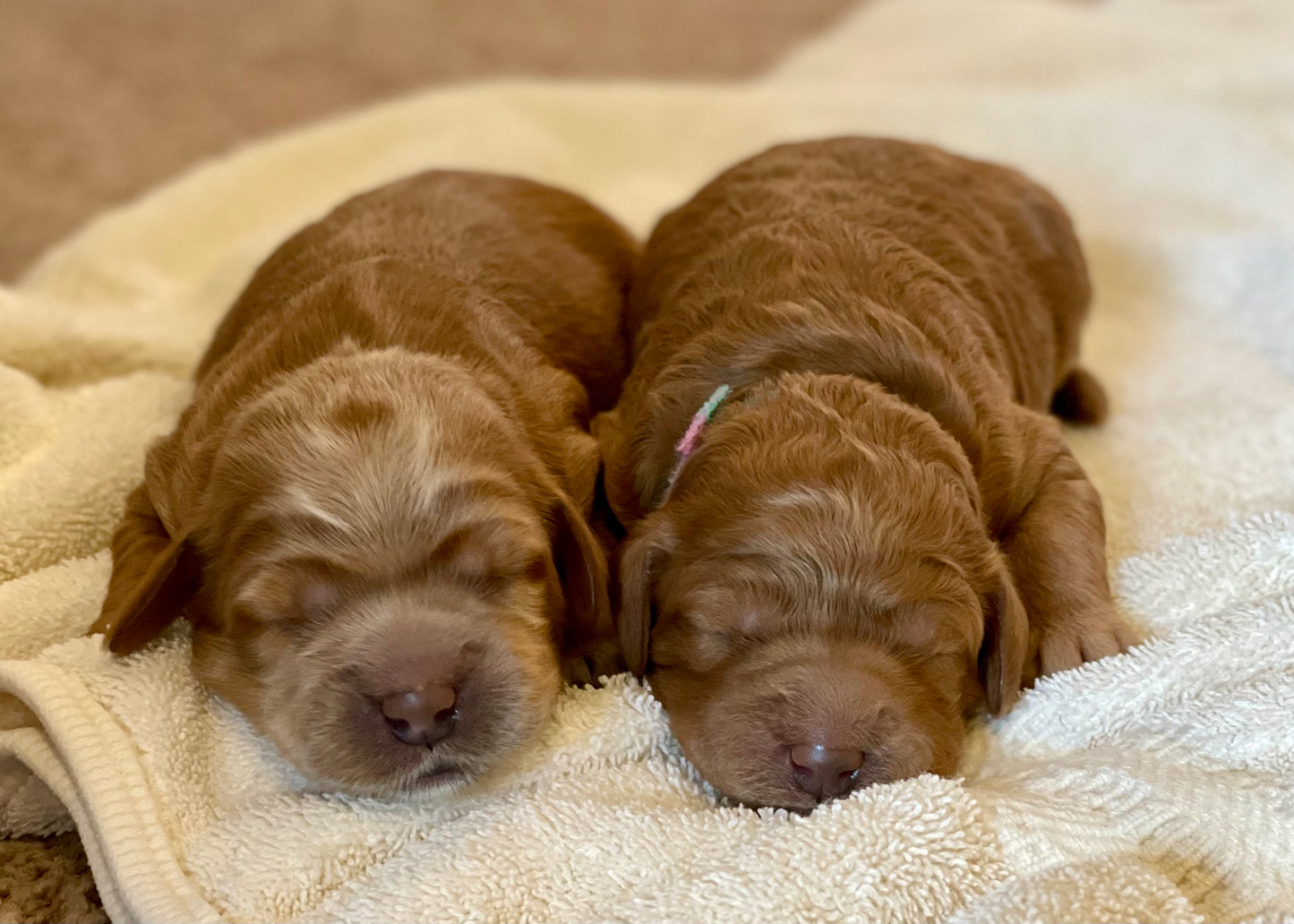 Puppy Deposit