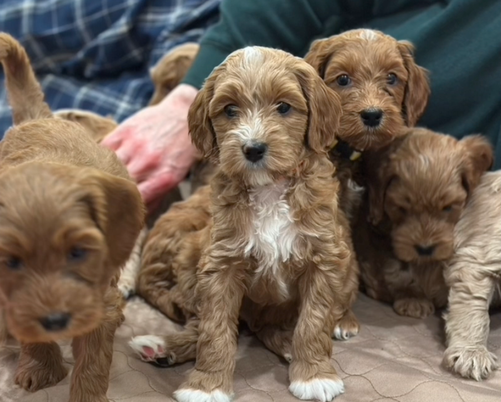 Load video: Puppy matching