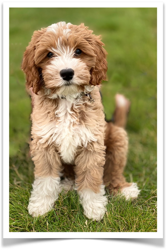 High Desert Labradoodles